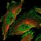 Myosin IC antibody, NBP1-87745, Novus Biologicals, Immunofluorescence image 