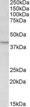 Apolipoprotein L1 antibody, EB08915, Everest Biotech, Western Blot image 