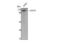 Tubulin Gamma Complex Associated Protein 3 antibody, STJ93244, St John