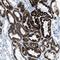 Alpha-Methylacyl-CoA Racemase antibody, NBP1-87168, Novus Biologicals, Immunohistochemistry frozen image 