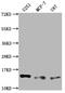 TNF Receptor Superfamily Member 12A antibody, CSB-RA441307A0HU, Cusabio, Western Blot image 