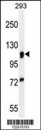 Mannosidase Alpha Class 2A Member 1 antibody, 55-532, ProSci, Western Blot image 