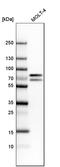 TOX antibody, HPA018322, Atlas Antibodies, Western Blot image 