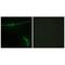 Laminin Subunit Alpha 2 antibody, PA5-49929, Invitrogen Antibodies, Immunofluorescence image 