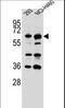 Cytoskeleton Associated Protein 4 antibody, LS-B10675, Lifespan Biosciences, Western Blot image 