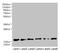 Chromosome 5 Open Reading Frame 24 antibody, MBS7003075, MyBioSource, Western Blot image 