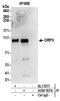 Oxysterol Binding Protein Like 3 antibody, A304-557A, Bethyl Labs, Immunoprecipitation image 