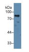MYB Proto-Oncogene, Transcription Factor antibody, LS-C296997, Lifespan Biosciences, Western Blot image 