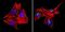 Methyl-CpG Binding Protein 2 antibody, NB600-1101, Novus Biologicals, Immunofluorescence image 