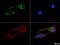 Transcription Factor A, Mitochondrial antibody, NBP1-71648, Novus Biologicals, Immunocytochemistry image 