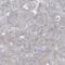 TRNA Methyltransferase 2 Homolog B antibody, NBP1-85370, Novus Biologicals, Immunohistochemistry frozen image 