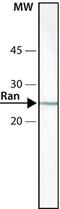 RAN, Member RAS Oncogene Family antibody, NB600-1082, Novus Biologicals, Western Blot image 