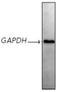 GAPDH antibody, ADI-CSA-335-E, Enzo Life Sciences, Western Blot image 