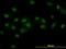 Double PHD Fingers 2 antibody, orb89670, Biorbyt, Immunofluorescence image 