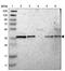 NSF Attachment Protein Gamma antibody, PA5-52825, Invitrogen Antibodies, Western Blot image 