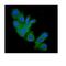 Fragile Histidine Triad Diadenosine Triphosphatase antibody, M01200, Boster Biological Technology, Immunofluorescence image 