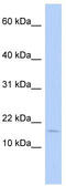 Iron-Sulfur Cluster Assembly 2 antibody, TA337604, Origene, Western Blot image 