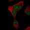 Tetratricopeptide Repeat Domain 30B antibody, HPA052487, Atlas Antibodies, Immunofluorescence image 