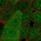 WW Domain Binding Protein 2 antibody, HPA068819, Atlas Antibodies, Immunofluorescence image 