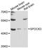 SPARC (Osteonectin), Cwcv And Kazal Like Domains Proteoglycan 3 antibody, STJ114715, St John