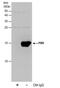 Translocator protein antibody, PA5-77884, Invitrogen Antibodies, Immunoprecipitation image 