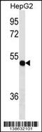 Thioredoxin Domain Containing 5 antibody, 59-794, ProSci, Western Blot image 