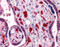 SMAD Family Member 6 antibody, 51-484, ProSci, Immunohistochemistry paraffin image 
