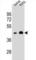 Olfactory Receptor Family 10 Subfamily A Member 4 antibody, abx025954, Abbexa, Western Blot image 