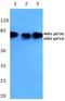 SRBP1 antibody, PA5-36614, Invitrogen Antibodies, Western Blot image 