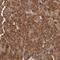 Ribosomal Protein S6 antibody, NBP1-87099, Novus Biologicals, Immunohistochemistry frozen image 