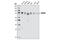 Serine/threonine-protein kinase MARK2 antibody, 9118S, Cell Signaling Technology, Western Blot image 