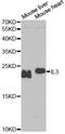 Interleukin 3 antibody, A5671, ABclonal Technology, Western Blot image 