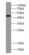 Synaptotagmin 13 antibody, FNab08428, FineTest, Western Blot image 