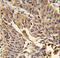 Junction Plakoglobin antibody, LS-C165378, Lifespan Biosciences, Immunohistochemistry frozen image 