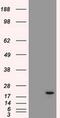 Adenylate Kinase 1 antibody, MA5-24915, Invitrogen Antibodies, Western Blot image 