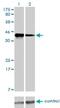 Cyclin K antibody, H00008812-M01, Novus Biologicals, Western Blot image 