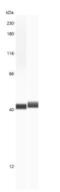 Arginase 1 antibody, NBP2-14787, Novus Biologicals, Western Blot image 