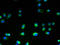 Transmembrane protein 106A antibody, A61358-100, Epigentek, Immunofluorescence image 