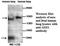 Achaete-Scute Family BHLH Transcription Factor 1 antibody, MBS416438, MyBioSource, Western Blot image 