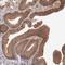 Tropomodulin-3 antibody, HPA001849, Atlas Antibodies, Immunohistochemistry frozen image 