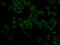 Dynamin 1 antibody, GTX32568, GeneTex, Immunofluorescence image 