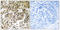Chromobox 5 antibody, LS-C199075, Lifespan Biosciences, Immunohistochemistry frozen image 