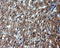 Hsp86 antibody, LS-C114948, Lifespan Biosciences, Immunohistochemistry frozen image 
