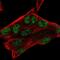 Zinc Finger Matrin-Type 3 antibody, NBP2-55349, Novus Biologicals, Immunofluorescence image 