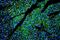 Caveolin 3 antibody, A00990-2, Boster Biological Technology, Immunofluorescence image 