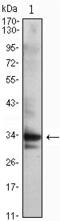 Cyclin Dependent Kinase 1 antibody, GTX82994, GeneTex, Western Blot image 
