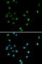 RUNX Family Transcription Factor 1 antibody, LS-B13948, Lifespan Biosciences, Immunofluorescence image 