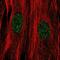 Double PHD Fingers 3 antibody, NBP2-57317, Novus Biologicals, Immunofluorescence image 