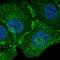 Myelin Basic Protein antibody, HPA064368, Atlas Antibodies, Immunofluorescence image 