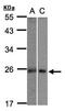 MID1 Interacting Protein 1 antibody, LS-C185843, Lifespan Biosciences, Western Blot image 